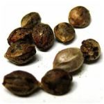 Семена марихуаны АК-47  (Seeds AK-47) в Арамиле